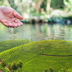 Water in  hand