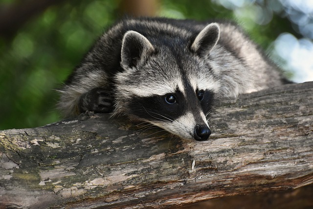 picture of a raccoon