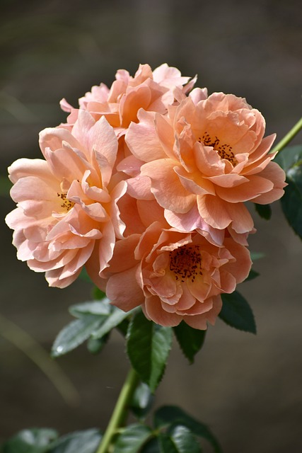 picture of a peach flower