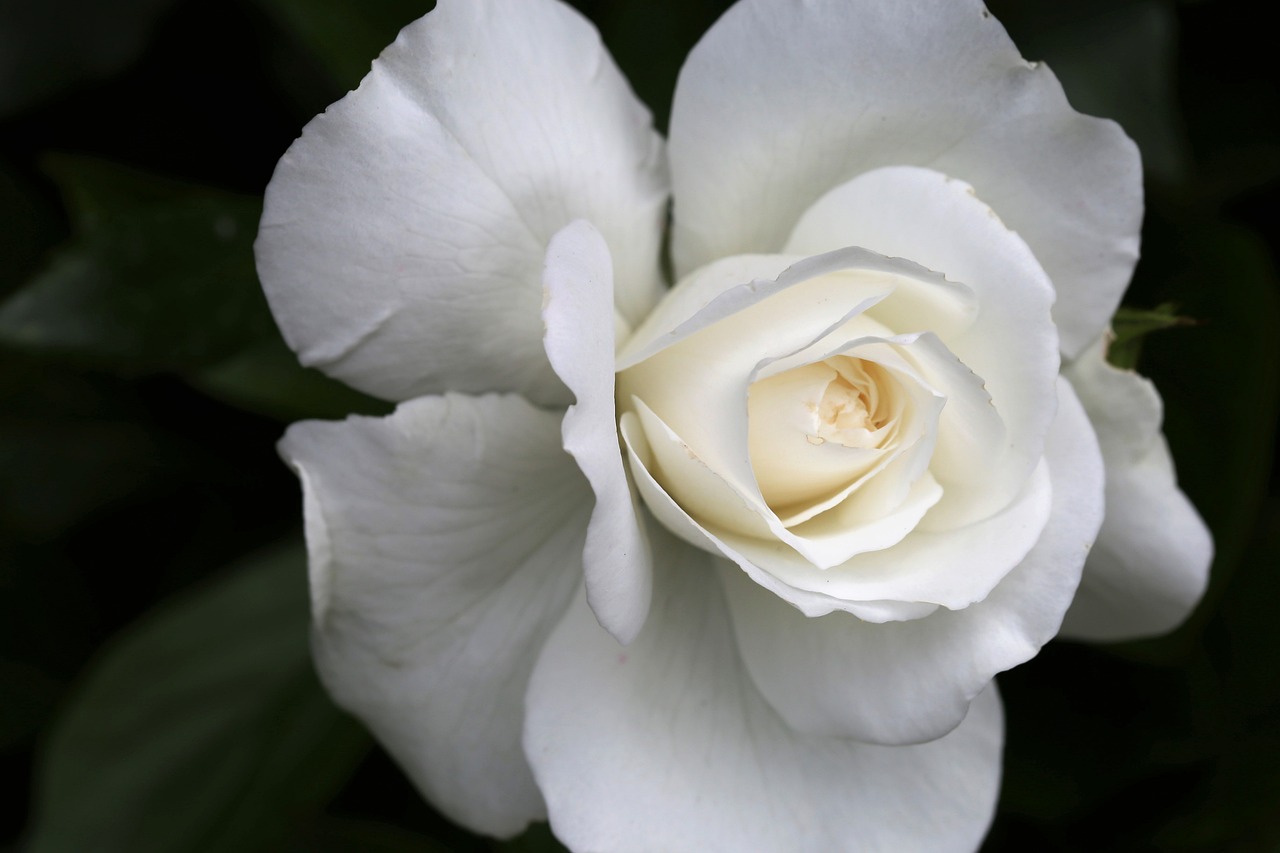 picture of a white rose