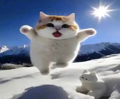 Image of cat jumping in snow