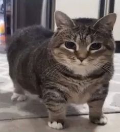 Image of stripey cat