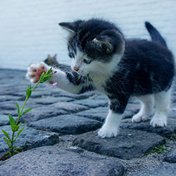 before image of cat playing with a flower