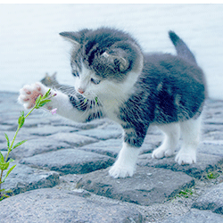 a cat playing with a flower