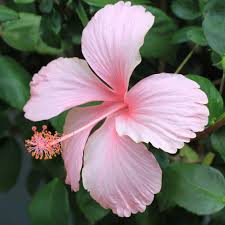 Hibiscus flower