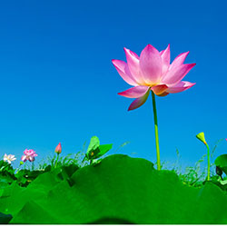 Bright lotus flower