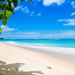 before image of flower in beach