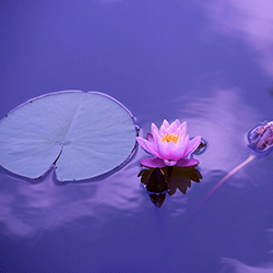 Beautiful lotus flower in the water