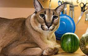 Big floppa with watermelon