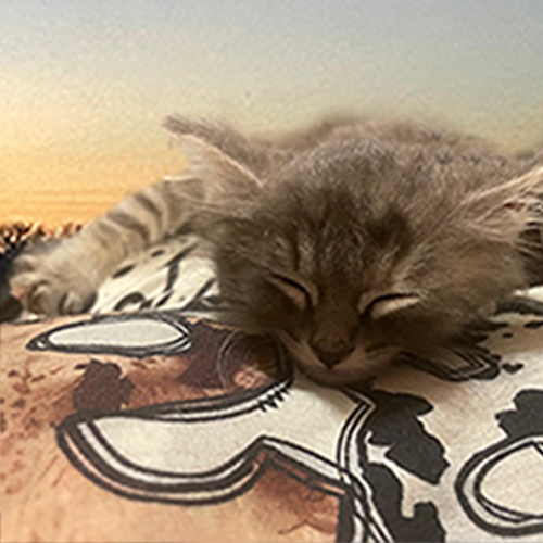 A cat on a cute soft cowboyish/coutry themed blanket with a rising sun background.