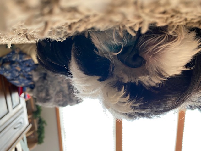 A dog lying on a carpet in a house.