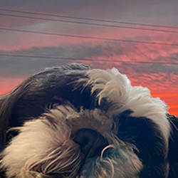 pink cloudy sky with a dog on the front.