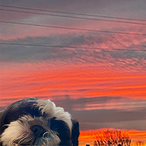 A dog staring at you with a bright orange sky and purplish gray clouded background