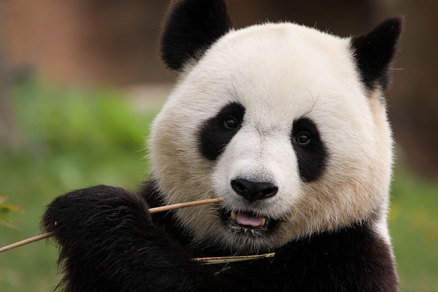 A Giant Panda eating a twig with a blurred out background with rock and grass