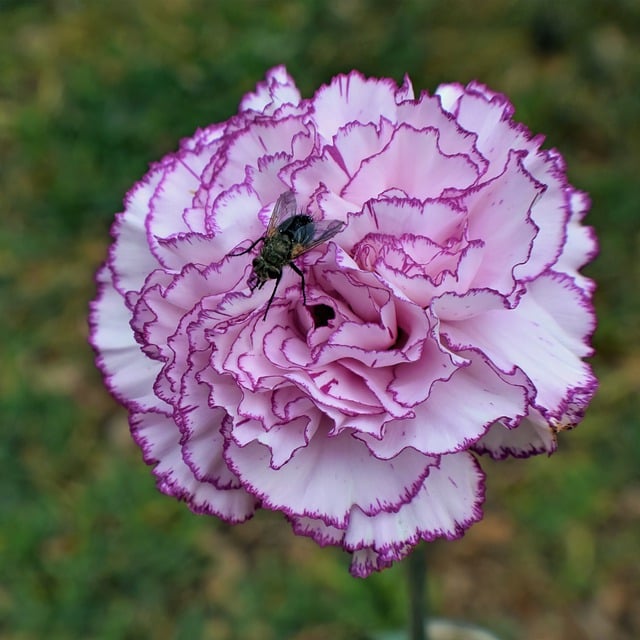 A pink and white carnation