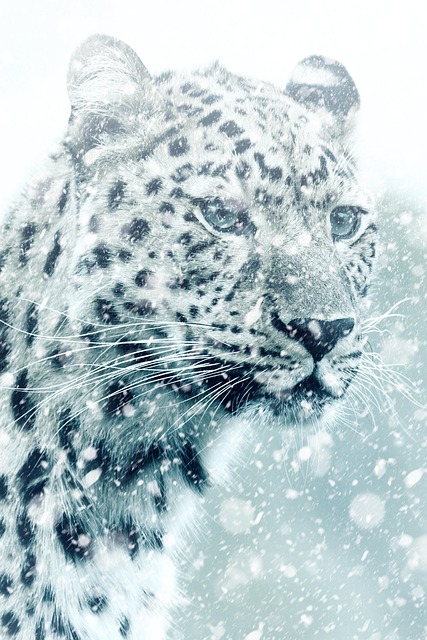 A snow leopard in a snowing environment