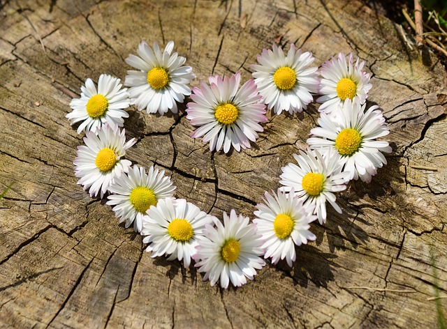 A heart made out of daisys