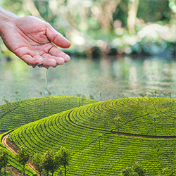 Hand droping water over great grass plains.