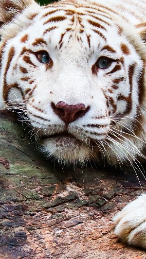  white tiger